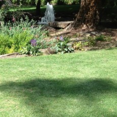 Valley Green Dwarf Kikuyu