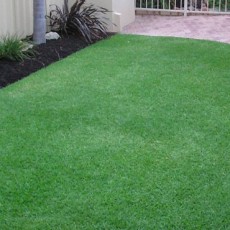Sir Walter Buffalo Lawn