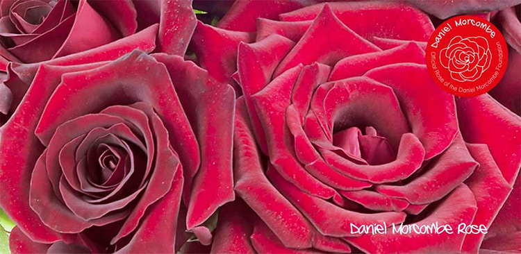 daniel-morcombe-rose
